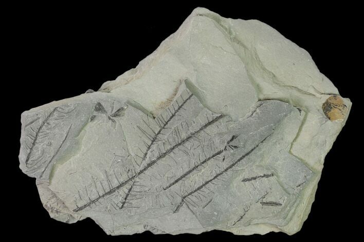 Pennsylvanian Fossil Horsetail (Sphenophyllum?) Plate - Kentucky #158717